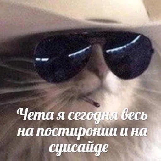 😎 Стикер «пушистые мемы» для Telegram