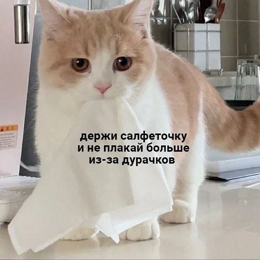 ❤️ Стикер «пушистые мемы» для Telegram