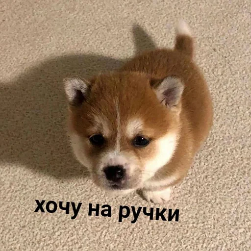 🥺 Стикер «пушистые мемы» для Telegram