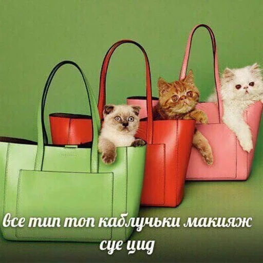 🤡 Стикер «пушистые мемы» для Telegram