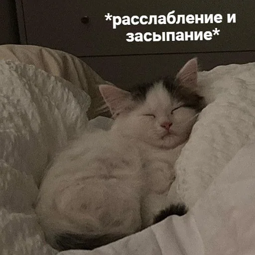 💤 Стикер «пушистые мемы» для Telegram