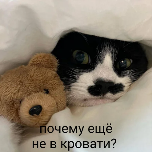 💤 Стикер «пушистые мемы» для Telegram