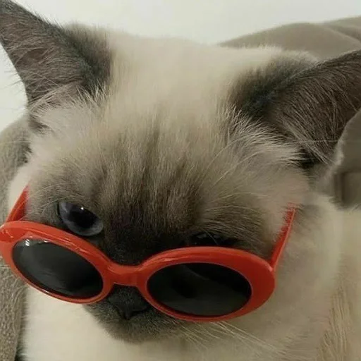 😎 Стикер «пушистые мемы» для Telegram