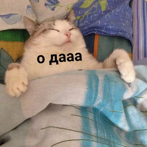💤 Стикер «пушистые мемы» для Telegram