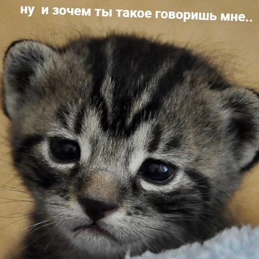 😥 Стикер «пушистые мемы» для Telegram
