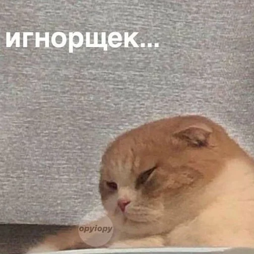 😑 Стикер «пушистые мемы» для Telegram