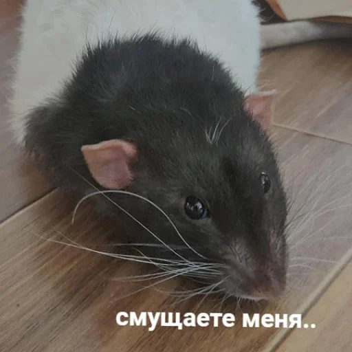 ☺️ Стикер «пушистые мемы» для Telegram