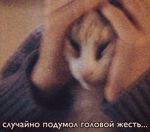 😩 Стикер «пушистые мемы» для Telegram
