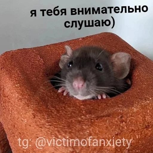 👂 Стикер «пушистые мемы» для Telegram