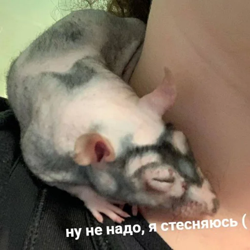 🫣 Стикер «пушистые мемы» для Telegram