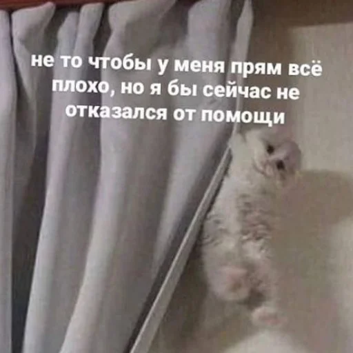 😭 Стикер «пушистые мемы» для Telegram