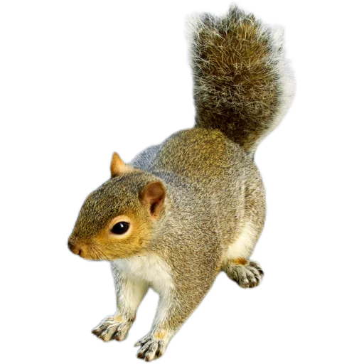 🐿️ Стикер «Пушистые и шустрые» для Telegram