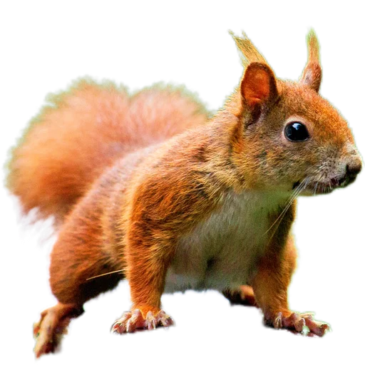 🐿️ Стикер «Пушистые и шустрые» для Telegram
