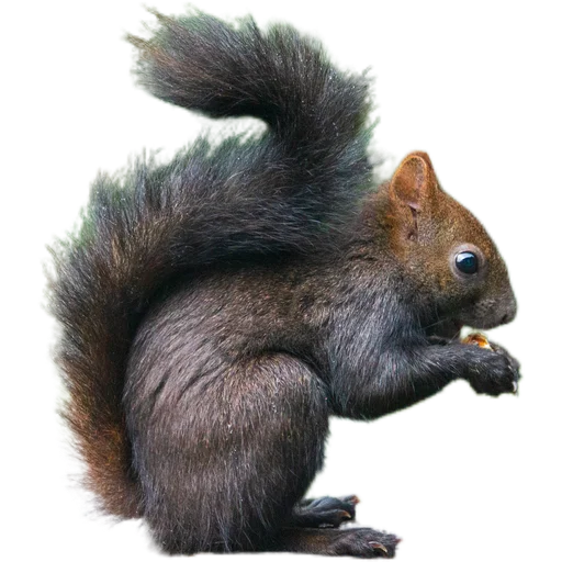 🐿️ Стикер «Пушистые и шустрые» для Telegram