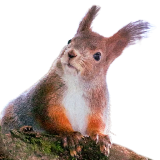 🐿️ Стикер «Пушистые и шустрые» для Telegram
