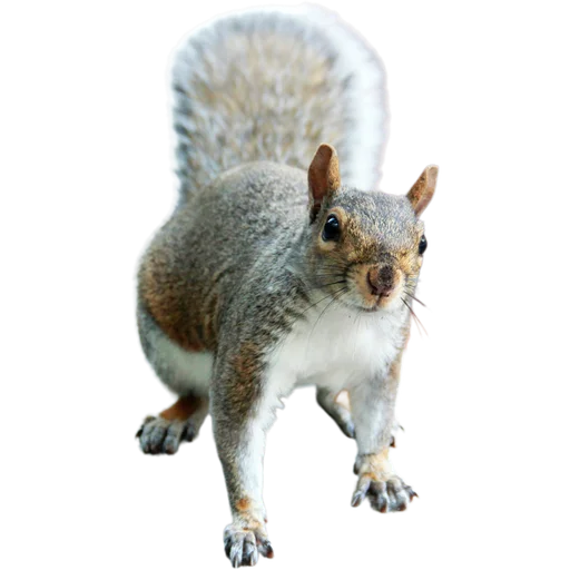🐿️ Стикер «Пушистые и шустрые» для Telegram