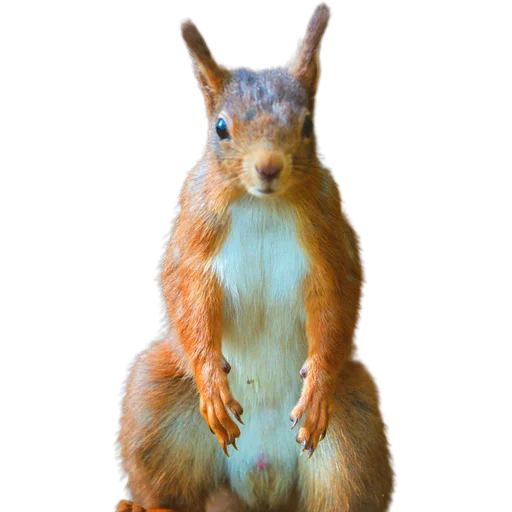 🐿️ Стикер «Пушистые и шустрые» для Telegram