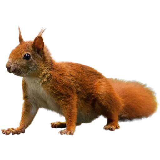 🐿️ Стикер «Пушистые и шустрые» для Telegram