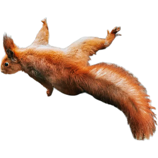 🐿️ Стикер «Пушистые и шустрые» для Telegram
