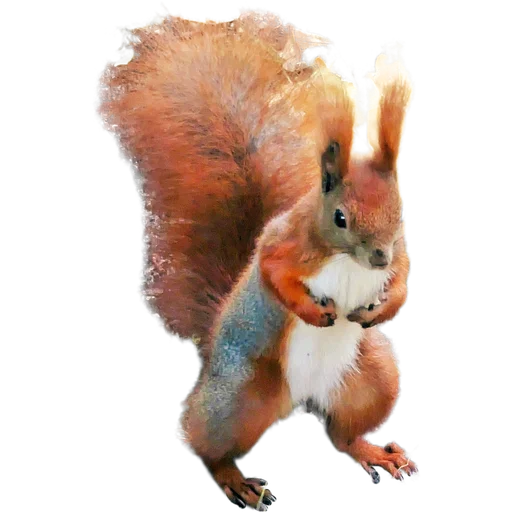 🐿️ Стикер «Пушистые и шустрые» для Telegram