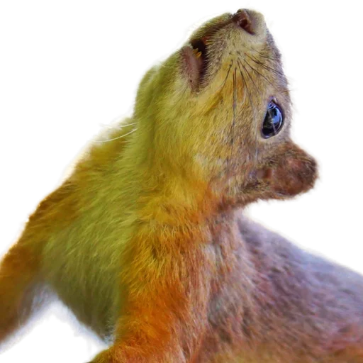🐿️ Стикер «Пушистые и шустрые» для Telegram