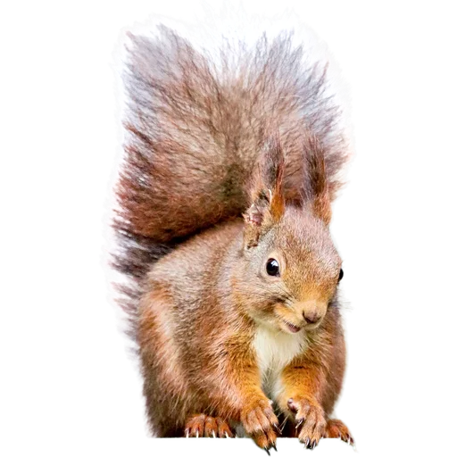 🐿️ Стикер «Пушистые и шустрые» для Telegram