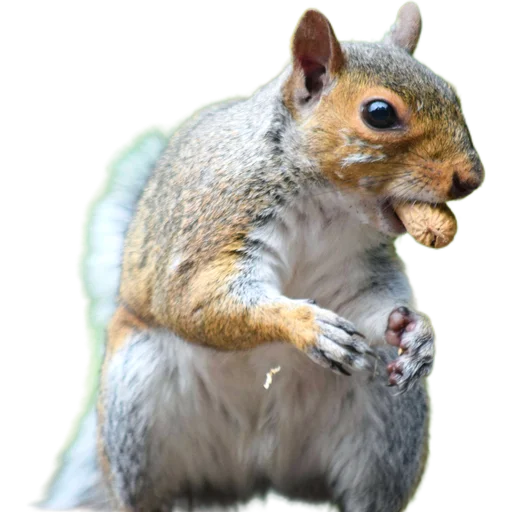 🥜 Стикер «Пушистые и шустрые» для Telegram