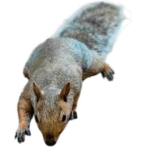 🐿️ Стикер «Пушистые и шустрые» для Telegram