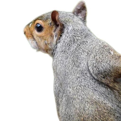 🐿️ Стикер «Пушистые и шустрые» для Telegram