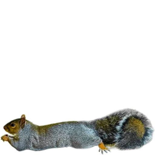 🐿️ Стикер «Пушистые и шустрые» для Telegram