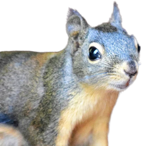 🐿️ Стикер «Пушистые и шустрые» для Telegram