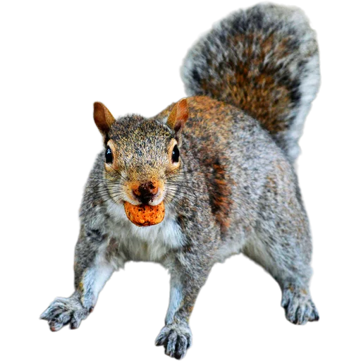 🐿️ Стикер «Пушистые и шустрые» для Telegram
