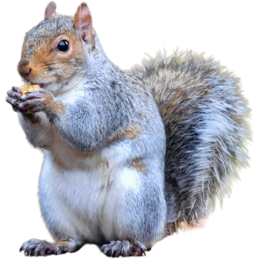 🐿️ Стикер «Пушистые и шустрые» для Telegram