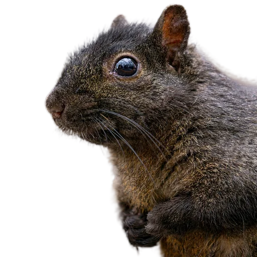 🐿️ Стикер «Пушистые и шустрые» для Telegram