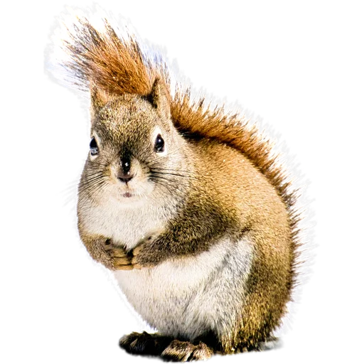 🐿️ Стикер «Пушистые и шустрые» для Telegram