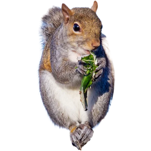 🐿️ Стикер «Пушистые и шустрые» для Telegram