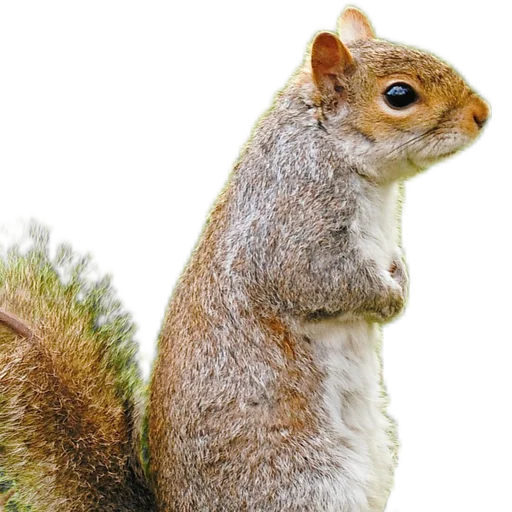 🐿️ Стикер «Пушистые и шустрые» для Telegram