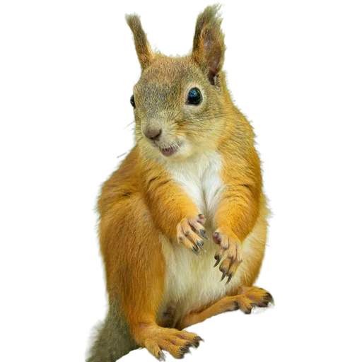 🐿️ Стикер «Пушистые и шустрые» для Telegram