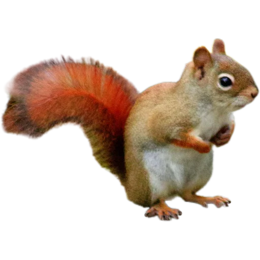 🐒 Стикер «Пушистые и шустрые» для Telegram