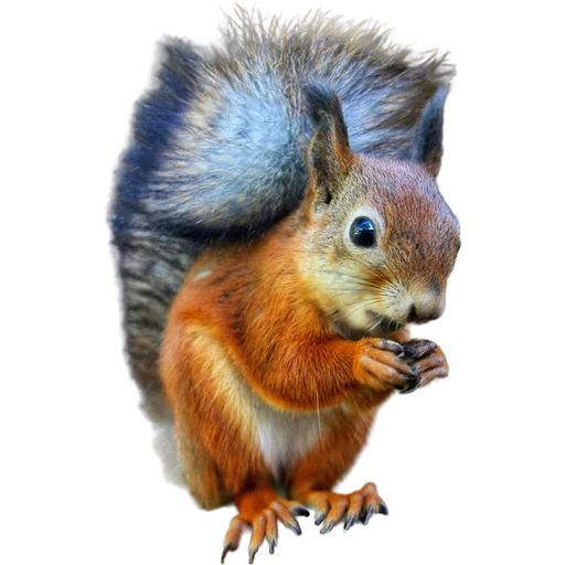 🐿️ Стикер «Пушистые и шустрые» для Telegram
