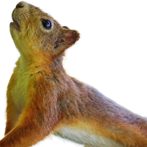 🐿️ Стикер «Пушистые и шустрые» для Telegram