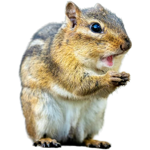 🐿️ Стикер «Пушистые и шустрые» для Telegram