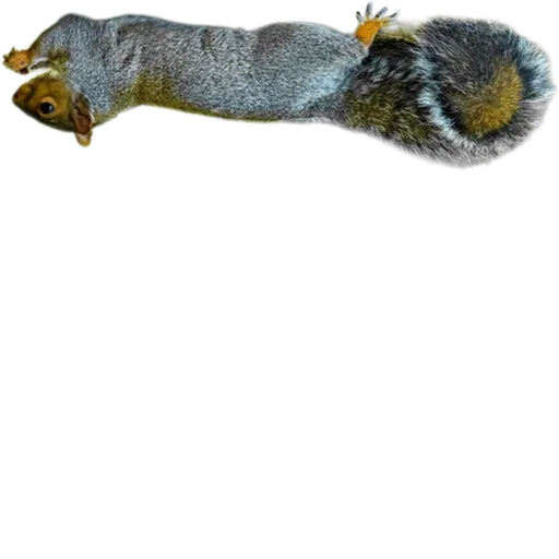 🐿️ Стикер «Пушистые и шустрые» для Telegram