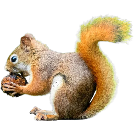 🌰 Стикер «Пушистые и шустрые» для Telegram