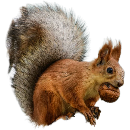 🌰 Стикер «Пушистые и шустрые» для Telegram