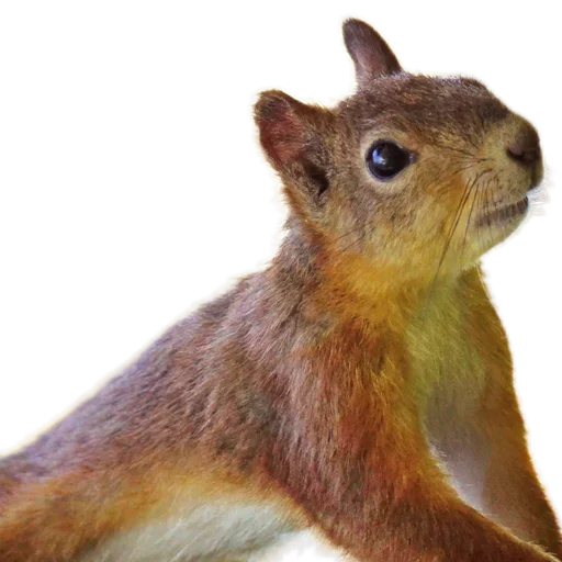 🐿️ Стикер «Пушистые и шустрые» для Telegram