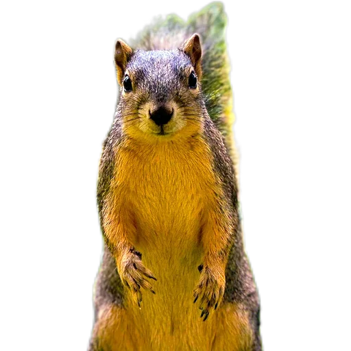 🐿️ Стикер «Пушистые и шустрые» для Telegram