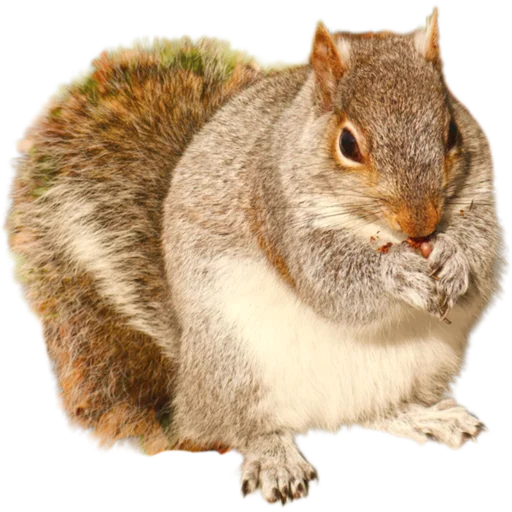 🐿️ Стикер «Пушистые и шустрые» для Telegram