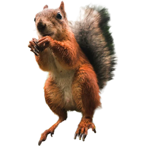 🐿️ Стикер «Пушистые и шустрые» для Telegram