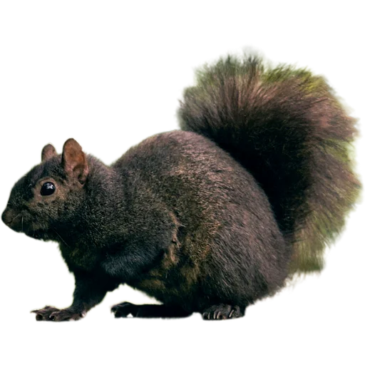 🐿️ Стикер «Пушистые и шустрые» для Telegram